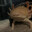 VoidAxolotl