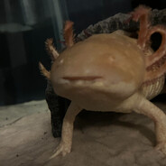 VoidAxolotl