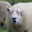 bigfatstupidsheep