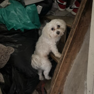 Big DICK janohurt.fun