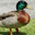 I Fuck Ducks (Gently)