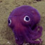 Squiddo