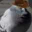 Pigon
