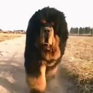 собака сырок