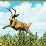 Jackalope