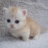 SMALLCAT