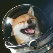 YAOVOVOVOVOVOVOVOVOVO🦨