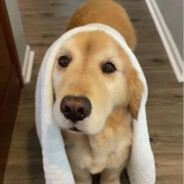 大红鞭炮炸鬼子