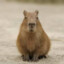 Capybara_Ketchup