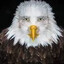 marvin beak