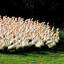 Gaggle of geese