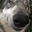 TheWolfNocturne