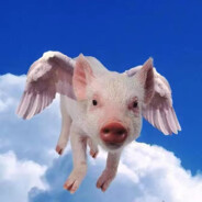 会飞的猪！！！！