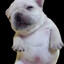 Pibble