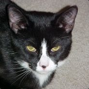vmar007 - steam id 76561197970958221