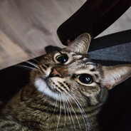 захахаталус