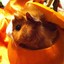 pig in a pumpkin