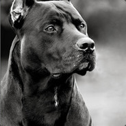 Pit bull avatar