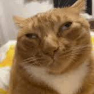 El gato naranja
