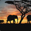 elephante03