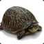 Boris_da_turtle