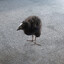i respect birds