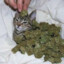 KushCat