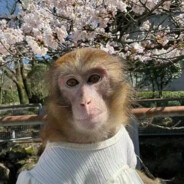 花果山在逃性感大猴