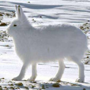 极地雪兔