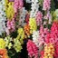 ✩SNAPDRAGON✩