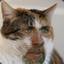 Dan8cat