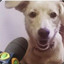 Mincaeu