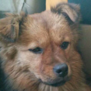 弗蘭克·尤蒂萊南Frank