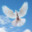 Mr.San_Dove