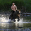 PUTIN THE BEAR TAMER