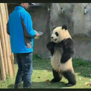 困告大王来困大告