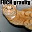 Gravity cat