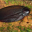 Megaloblatta longipennis