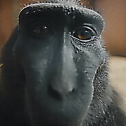 Monke ahh nig - steam id 76561197961442589