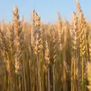 Wheat