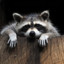 Raccoon