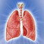 Lungs