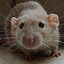 CodingRat