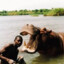 Hippo Man