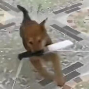 不要撒花椒了好吗