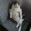 Fat Cat on a sofa