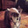 rusa pusa