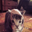 rusa pusa