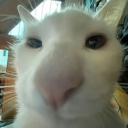 下面我来喵两句