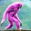 Pink monkey &lt;3